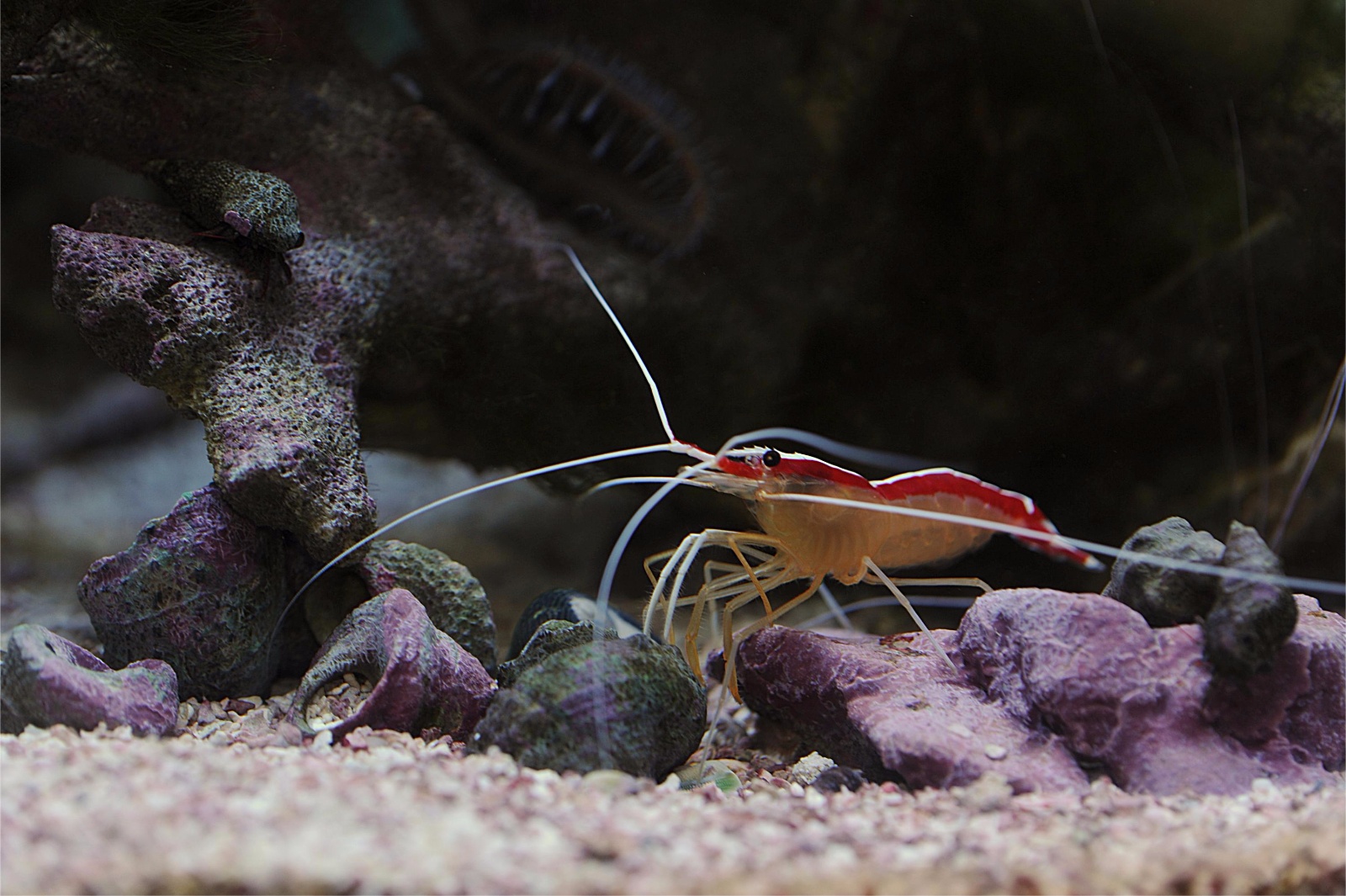 Scarlet Skunk Shrimp 19